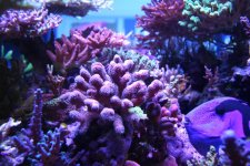 IMG_2784.jpg