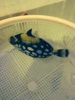 ImageUploadedByReefs2014-04-16 22:05:22 EDT.jpg