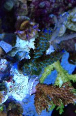 IMG_6781.jpg