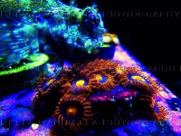 Blenny.jpg