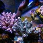 blue_acro.jpg