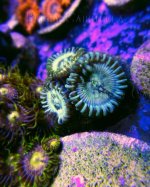 hawiian_zoa.jpg