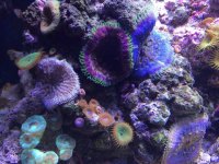 corals.jpg