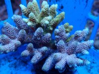294. Acropora - 04.00 Inch.jpg