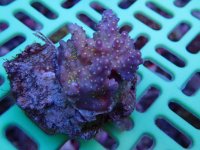 145. Acropora - 03.00 Inch - USD. 12.00.jpg