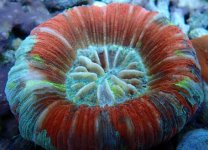 Rainbow Trachyphyllia.jpg