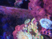ImageUploadedByReefs2014-07-29 10:03:55 EDT.jpg