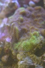 unknown monti (1 of 1).jpg