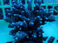 216. Acropora - 03.00 Inch - USD. 10.00.JPG