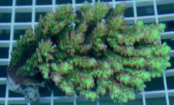 Acropora AUS $135 (18).jpg