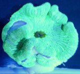 Yellow Carpet Anenome $25.jpg