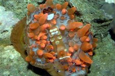 shrimp&anemone.jpg