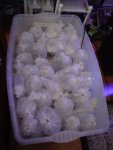 DSC01519.1.jpg