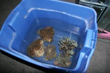 blue bucket.jpg