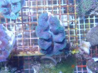 clam 2.jpg