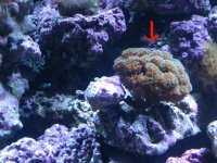 Coral_ID2.JPG