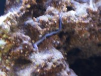 worm1.jpg