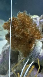 coral.jpg