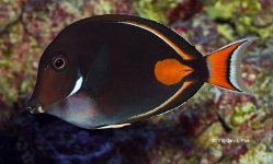 achilles tang.jpg