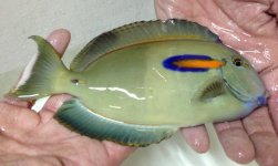 Orange Shoulder Tang.jpg