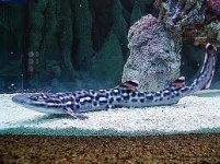 marbled shark.jpg