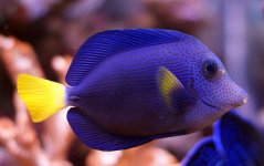 purple tang.JPG