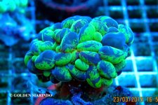 SKU 222_6386.jpg