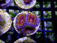 216993d1423290255-hang-tank-reef-teasers-dsc02349.jpg