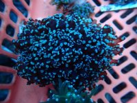 574. Euphyllia divisa - 03.00 Inch - USD. 18.00.jpg
