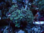 648. Euphyllia yaeyamaensis - 03.00 Inch - USD. 12.00 (1).jpg