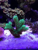 Coral ID.jpg