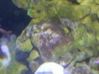 algae.jpg