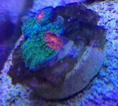 ImageUploadedByReefs2014-08-17 15:58:50 EDT.jpg