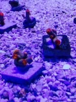ImageUploadedByReefs2014-07-04 16:19:27 EDT.jpg