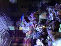 ImageUploadedByReefs2014-08-20 16:39:18 EDT.jpg