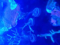 ImageUploadedByReefs2014-07-08 06:11:26 EDT.jpg