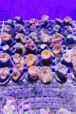 ImageUploadedByReefs2014-07-12 11:30:36 EDT.jpg