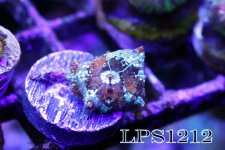 IMG_8489.JPG