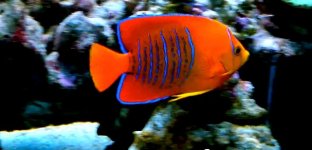 clarion-angelfish.jpg