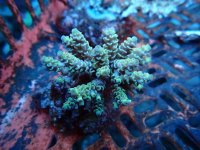 189. Acropora.jpg