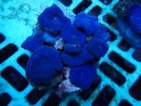 340. Discosoma 04.00 Inch.jpg