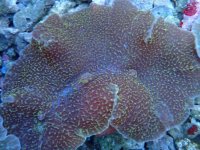 244. Rhodactis - 04.00 Inch - USD. 25.00.jpg
