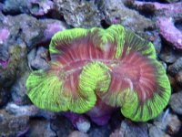 300. Trachyphyllia - 03.00 Inch - USD. 17.00.jpg