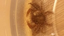 crab2.jpg