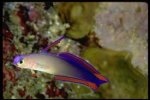 purple firefish.jpg
