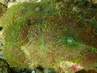 155. Rhodactis - 06.00 Inch - USD. 35.00.jpg