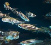 Zebrafish1-small.jpg