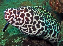 leopard eel.JPG