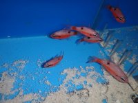 fish 236.jpg