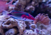 Exquisite Wrasse.jpg